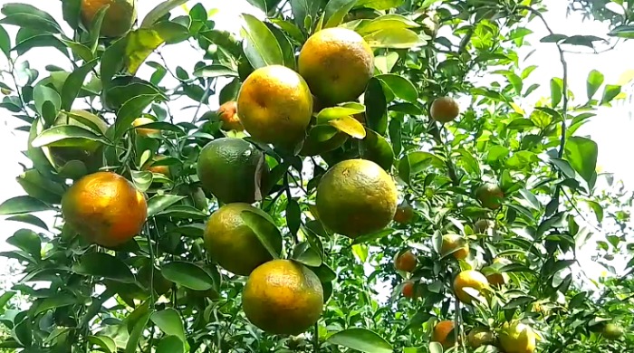 মেহেরপুরে কমলা-মাল্টা চাষে চাষির মুখে তৃপ্তির হাসি