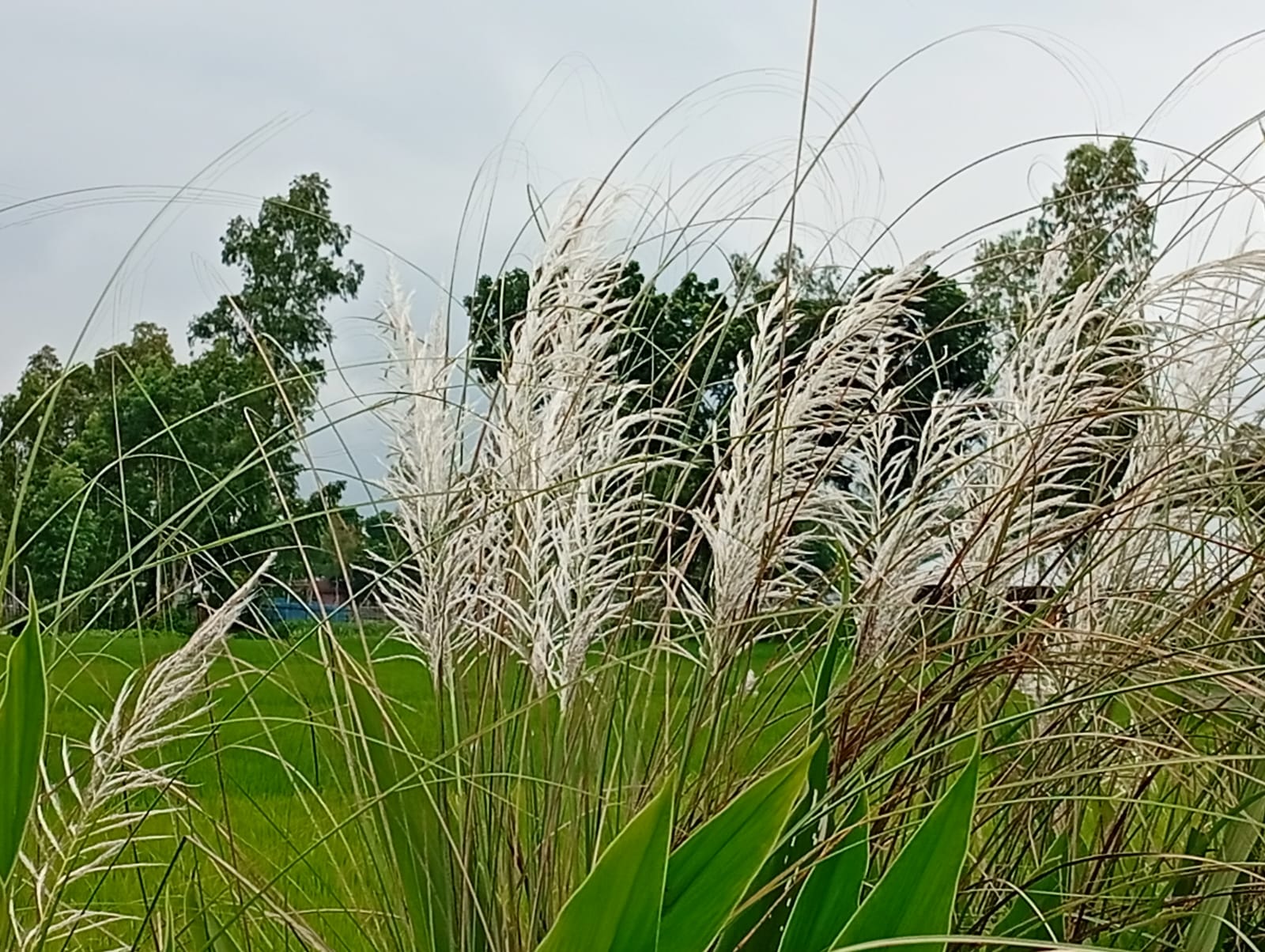 দুমকী উপজেলায়, প্রকৃতি থেকে হারিয়ে যাচ্ছে অপরূপ কাশফুল