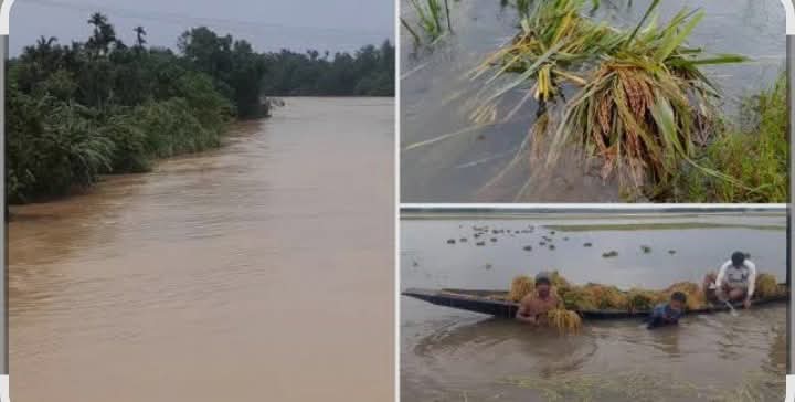 নেত্রকোনায় বোরো মহাবিপর্যয়: পাহাড়ি ঢলে ৮০ হাজার কৃষকের স্বপ্নভঙ্গ, ক্ষতি ছাড়িয়েছে ৩৭২ কোটি টাকা